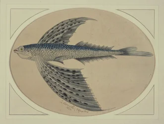 Un Poisson Volant
